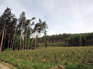 Charakteristika lesní správy